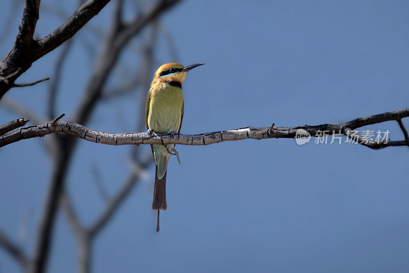 彩虹食蜂鸟(Merops ornatus)